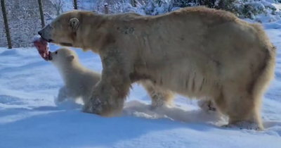 Adorable polar bear cub Brodie enjoys fun in the snow with mum