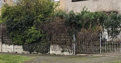 Man cut hole in neighbour's hedge to get better view of mountains from bedroom window