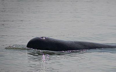 Chilika lake’s dolphin population falls