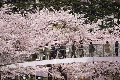 AP PHOTOS: Japan celebrates cherry blossoms despite pandemic