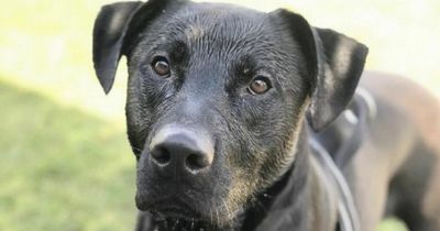 Two-year-old dog spends almost 200 days in kennels searching for new home