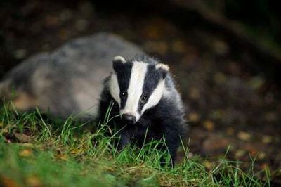 More than 30,000 badgers killed in latest government-backed cull amid outcry