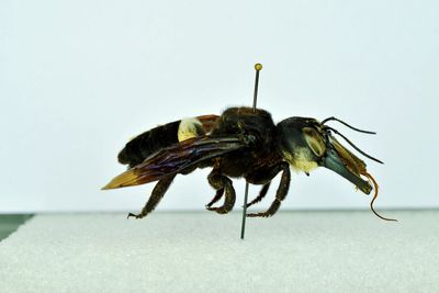 The parable of the world’s largest bee