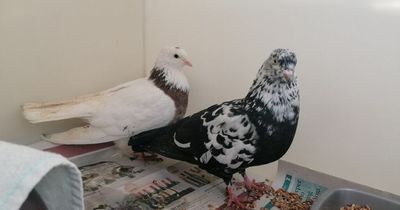 Pigeons found dumped in cardboard box at side of Glasgow road die