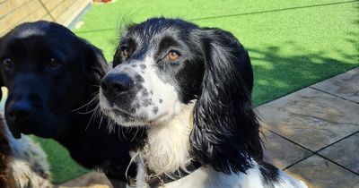 Vets save springer spaniel's life after stone becomes lodged in small intestine