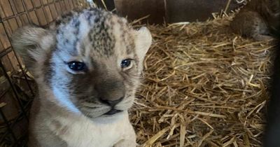 Strelley lion keeper's amazement as 2 cubs 'appear' in his enclosure