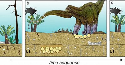 Giant 80million year old eggs of largest dinosaur to walk the earth discovered