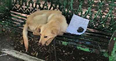 Child leaves his puppy chained to park bench with heartbreaking note