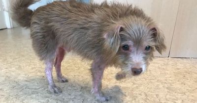 The cruel dog owner who allowed his pet to suffer a painful skin disease for months