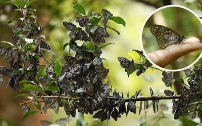 Butterfly tracking goes up a notch