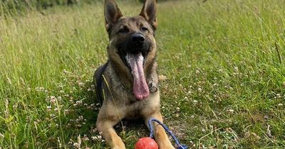 Police dog helps sniff out eight suspected burglars who are now in custody after BMW stolen