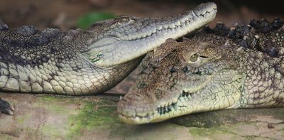 Traces of giant prehistoric crocodiles discovered in northern British Columbia