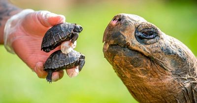 Two Giant Galapagos tortoises born for first time in UK zoo thanks to randy 70-year-old