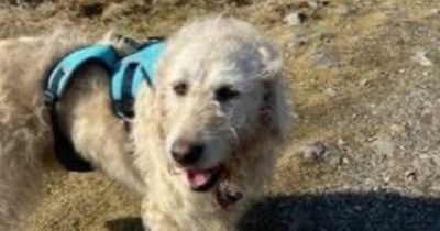 Epileptic rescue dog Gandalf hits the heights by bagging fifth Munro