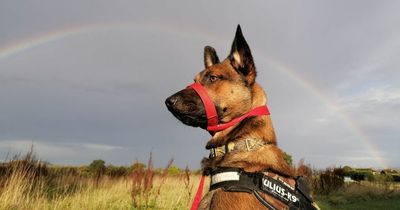 RSCPA's 'most overlooked dog' spends 900 days waiting to be adopted