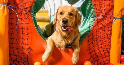 Dog owners travel 200 miles to visit pup playground with bouncy castles and ball pits