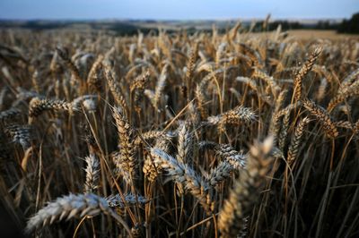 Irish farmers urged to grow more crops in response to Ukraine war