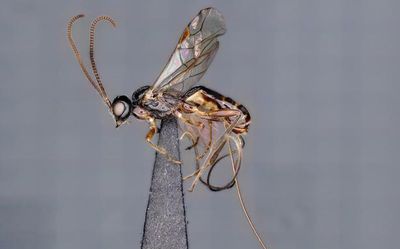 New genus of parasitoid wasp dedicated to ATREE