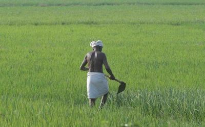 24% of Odisha’s irrigation potential cost ₹12,742 crore in five years: CAG