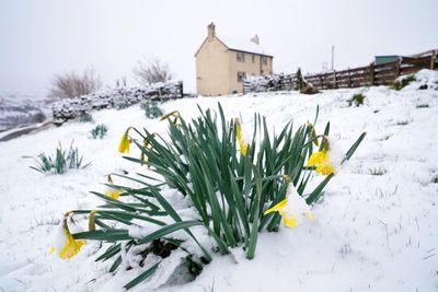 Spring snow falls on UK as cold snap follows sunshine