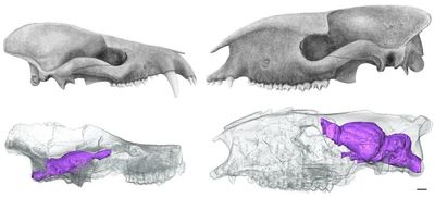 Mammals put brawn before brains after dinosaur extinction – study