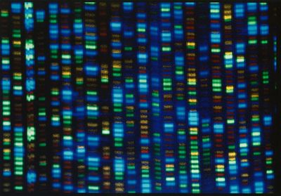 Scientists finally finish decoding entire human genome