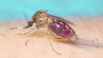 Japanese encephalitis vaccine trial could stretch limited stock, reduce cost