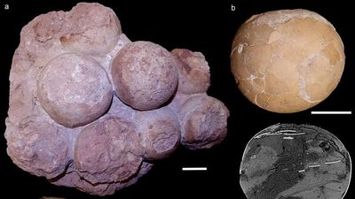 Shell Of A Find: Scientists Find Massive Haul Of 80-Million-Year-Old Titanosaur Eggs