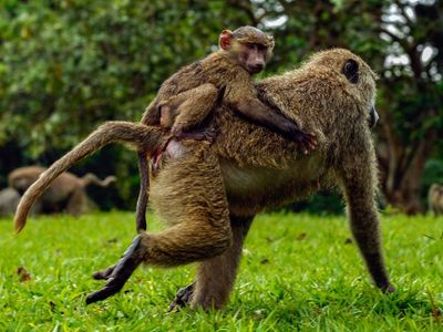 African forests ‘emptied of wildlife’ as 10,000 wild meat dishes served in city restaurants daily