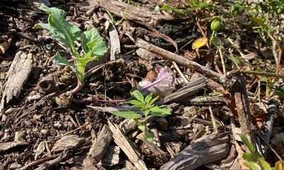 Cannabis sprouts in New Zealand parliament garden in protesters’ parting pot-shot