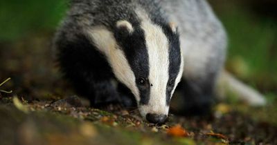 Extinction fears for badgers in England after latest cull figures