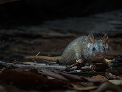 Marsupial creeps back from extinction