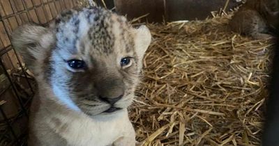 Lion keeper’s disbelief as two girl cubs ‘appear’ in his enclosure