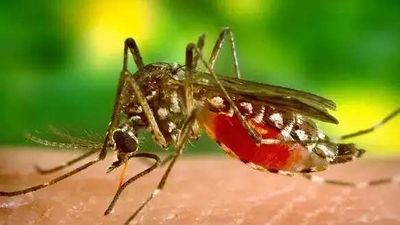 Kolkata Municipal Corporation drive against dengue, malaria