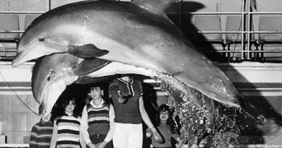1970s dolphin shows that took over Liverpool's swimming baths