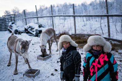 Young Sami return to reindeer herding despite climate fears