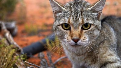 Feral cat numbers spike in the Great Southern, leaving experts concerned