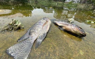 Sewage enters Kothnur lake in south Bengaluru, causes death of fish