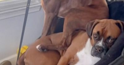 Puppy drives older brother mad with 'annoying' habit of using him as a chair