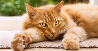Decapitated cat found in Dublin just days after headless dog was discovered