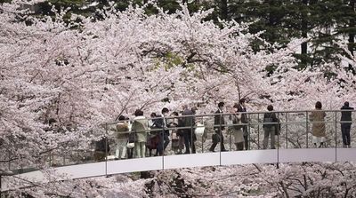 Japan Enjoys Peak Cherry Blossoms, but No Party