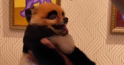 Dog groomer transforms Pomeranian pup into panda dubbing it a 'Panderanian'