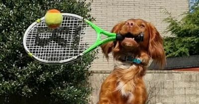 Clever pooch stuns dog owners with natural talent for playing tennis and ping pong