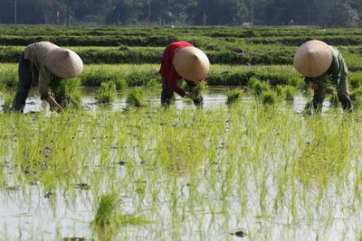 Scientists flag rice shortage concerns