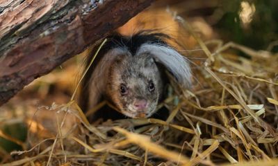 April fools of 2022: Gareth Bale Bridge and the hunt for the wild haggis