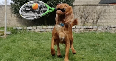 Scots dog shocks owner by learning to play tennis in incredible video dubbed 'Ruff-ael Nadal'