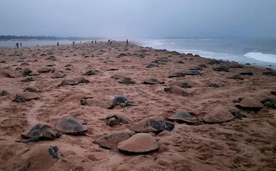 Record nesting of Olive Ridley turtles on Rushikulya coast