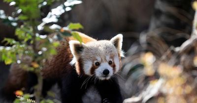 Dublin Zoo opens new Himalayan-inspired habitats for red pandas and snow leopards