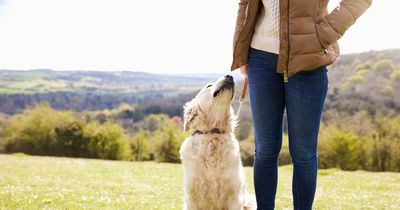 Where people in Wales stand on letting pets sleep in their bed