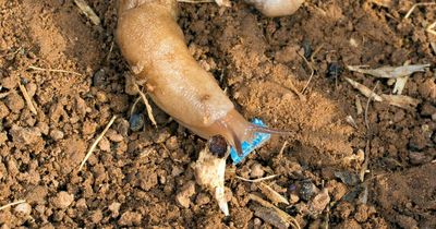 Slug pellets outlawed from today with gardeners advised to kill them with BEER instead